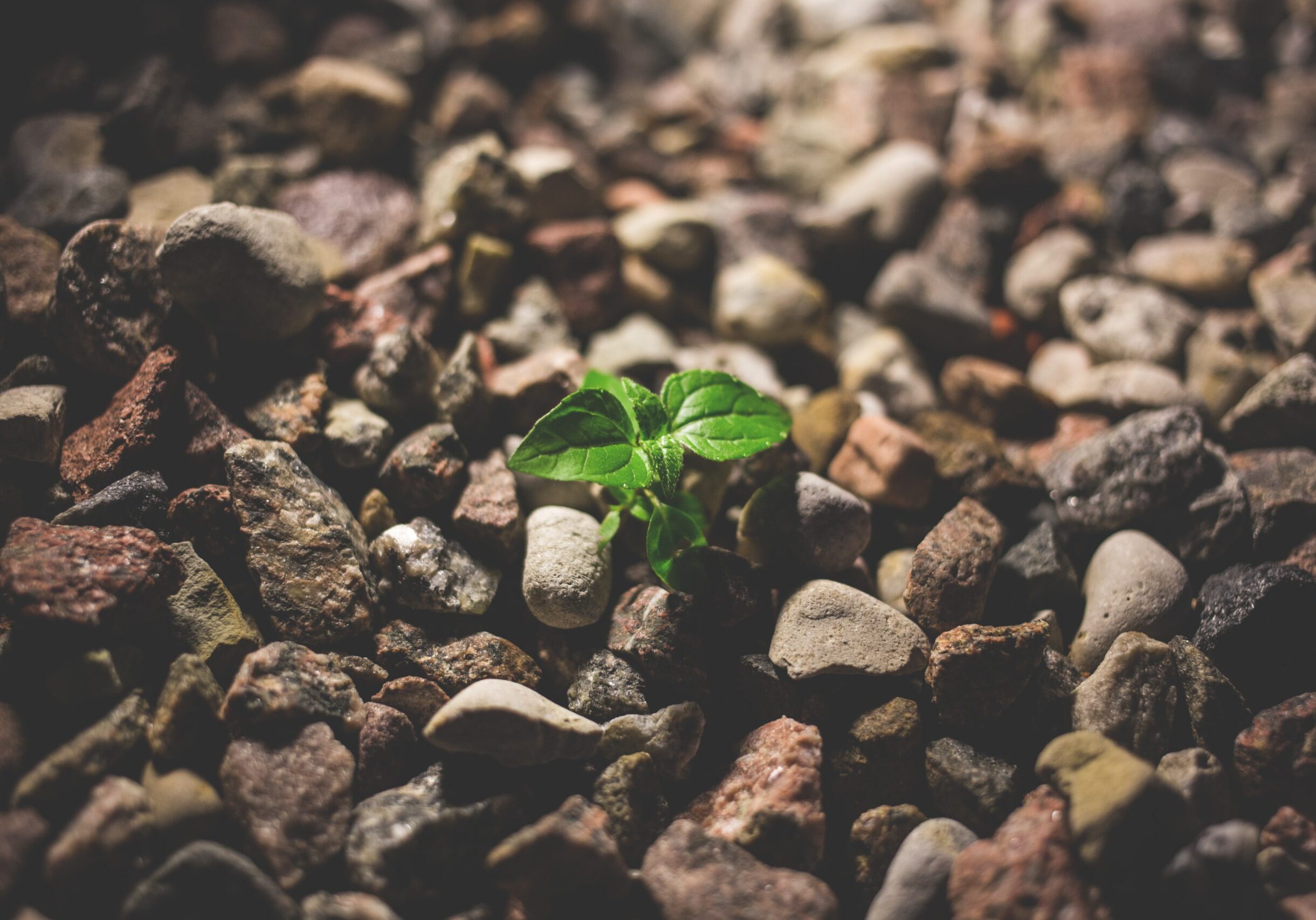 daring ventures intensives