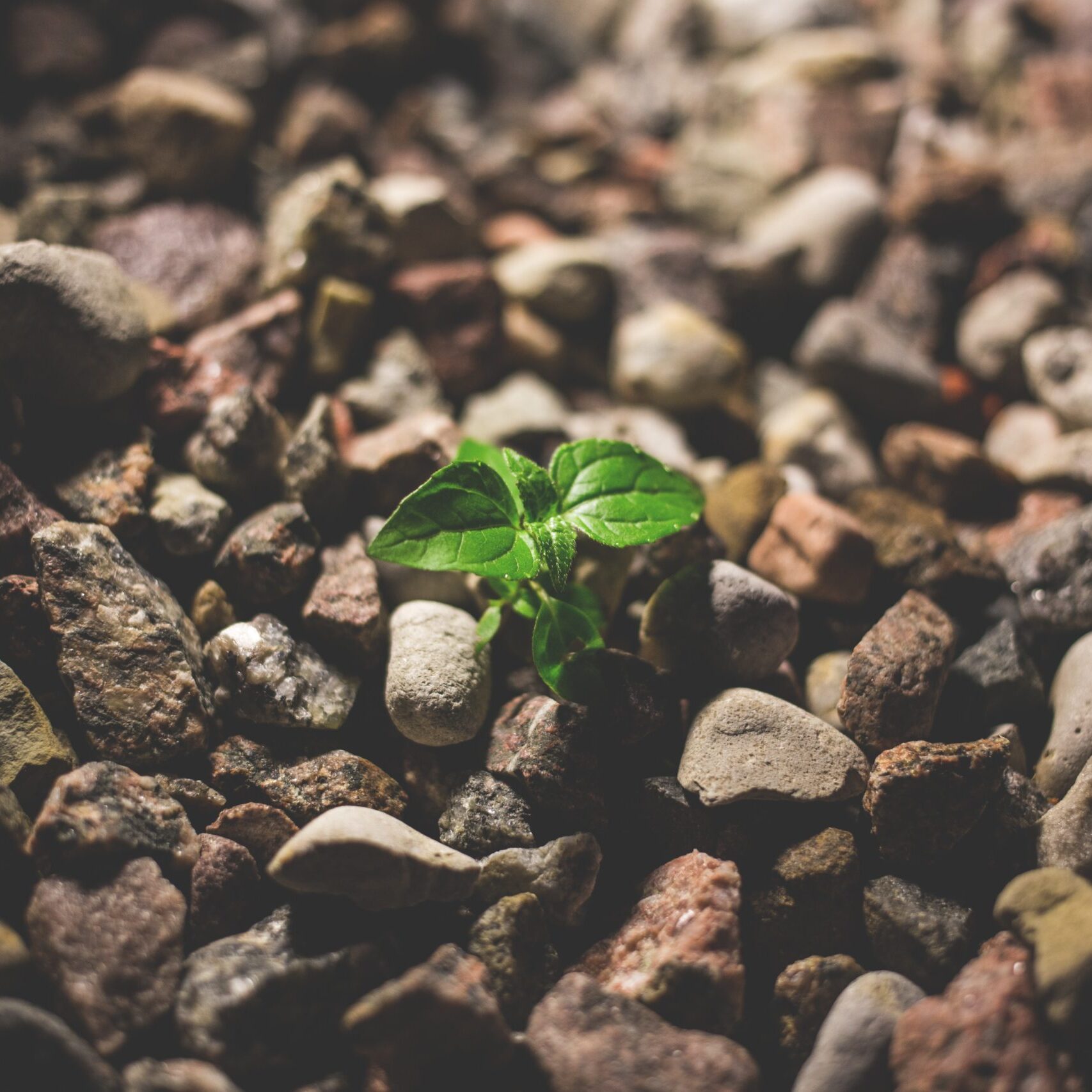 daring ventures intensives